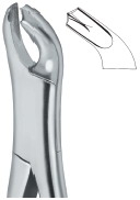 Molars 17 